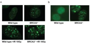 HCT 116 BRCA2 -/- 46 Cell Line