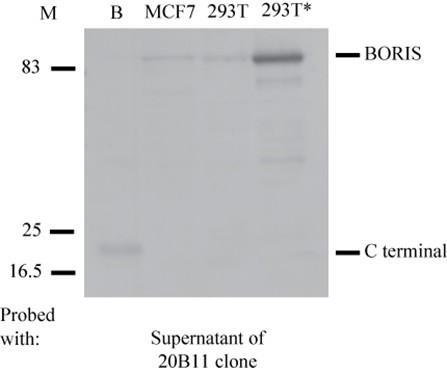 Monoclonal anti- BORIS C-terminal antibody from clone 20B11 specifically recognises the C terminal domain of BORIS; and the endogenous and exogenous BORIS protein. Cell lysates were resolved by SDS-PAGE; blotted and probed with the original mouse supernatant of the 20B11 clone. Positions of BORIS and the C-terminal domain of BORIS are indicated. B; bacterially expressed BORIS; *; 293T cells transfected with 0.5?g of the plasmid expressing BORIS; M; Molecular marker.