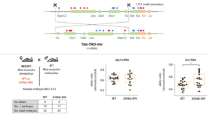 TsixTAD-Inv mouse. (Up) Targeting strategy for inverting the ∼245 kb region comprising most of the Tsix-TAD
