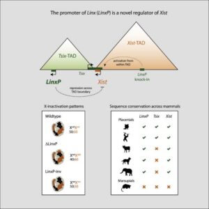TsixTAD-KO mouse. The Tsix-TAD regulates not only Tsix but also Xist