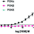 Graph plotting the activation of PI3K isoforms using 1938 a PI3Kalpha activator