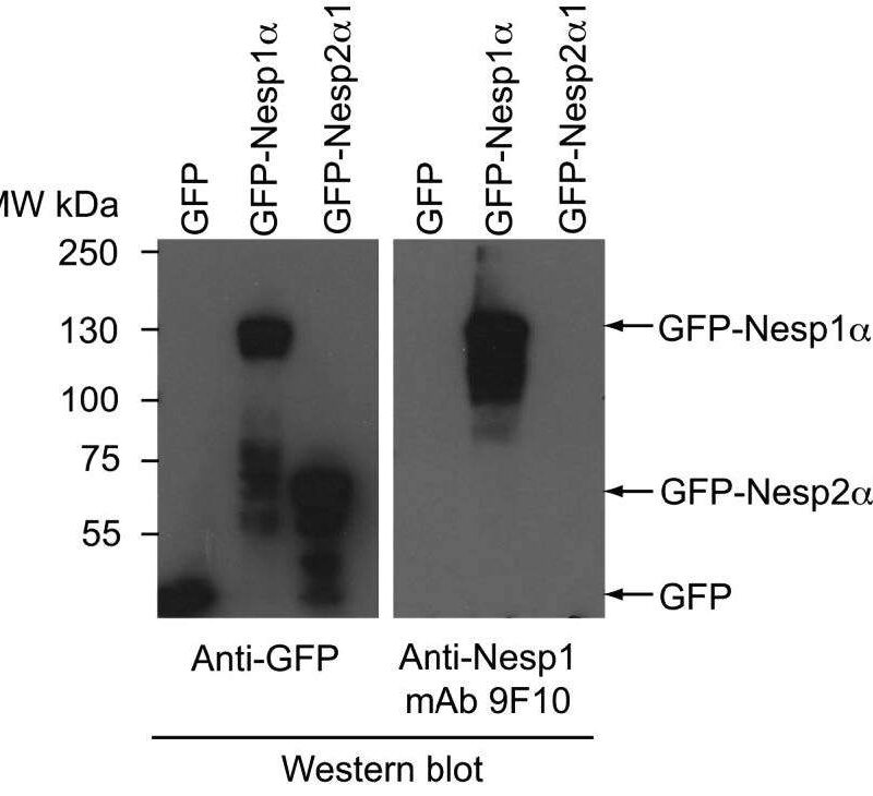HEK293 cells transiently expressing GFP alone; GFP fused to a small Nesp2 isoform (Nesp2a1) or to a Nesp1 isoform (Nesp1a). The small Nesp1 isoform contains the ~300 residue Nesp1 polypeptide that was employed in the immunogen. Total cell lysates were analyzed by western blot employing either a rabbit anti-GFP or culture supernatant from the anti-Nesp1 hybridoma clone (9F10). The antibody is specific for Nesp1.