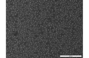 JIM1 Cell Line