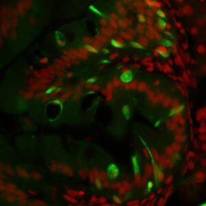 Anti-Zebrafish gut secretory cell epitopes [FIS 2F11/2]
