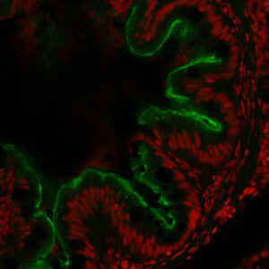 Anti-Zebrafish Basolateral Pole of Cells [FIS 2H9/1]