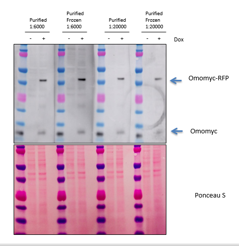 Protein extracts of U87-MG glioblastoma cells with Doxycycline-inducible vectors for Omomyc-RFP and Omomyc were probed with anti-Omomyc 17. Purified antibody is at 7.3 mg/ml.