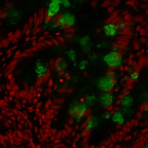 Anti-Goblet cells [FIS 3G12/3]