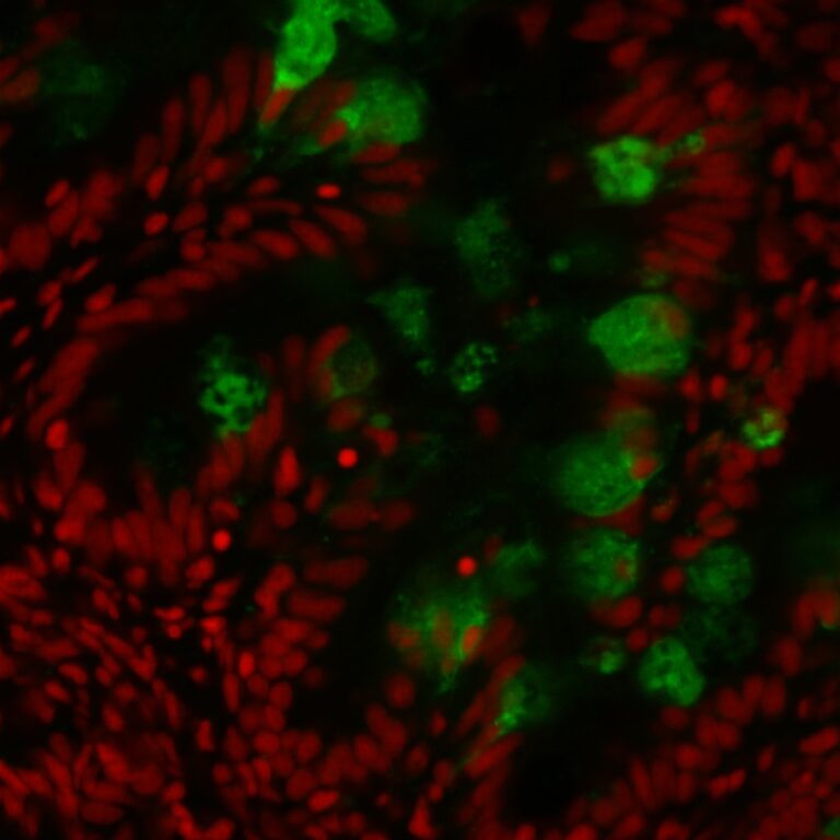 Anti-Goblet cells [FIS 3G12/3]
