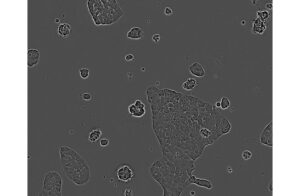 C10 Colorectal Cell Line