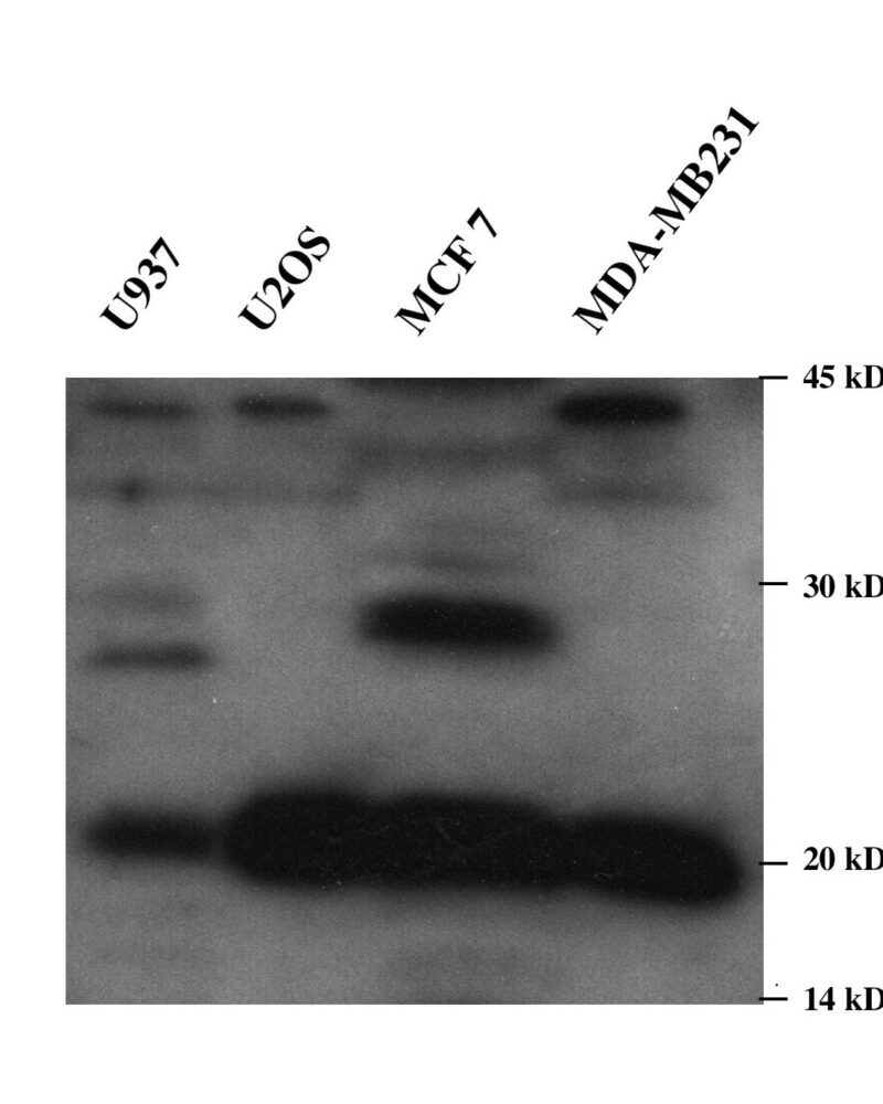 30 micrograms of detergent extracts of the indicated cell lines were loaded on a 12.5 SDS PAGE and ECL stained using SG36 as primary antibody against Praf2 diluted 1
