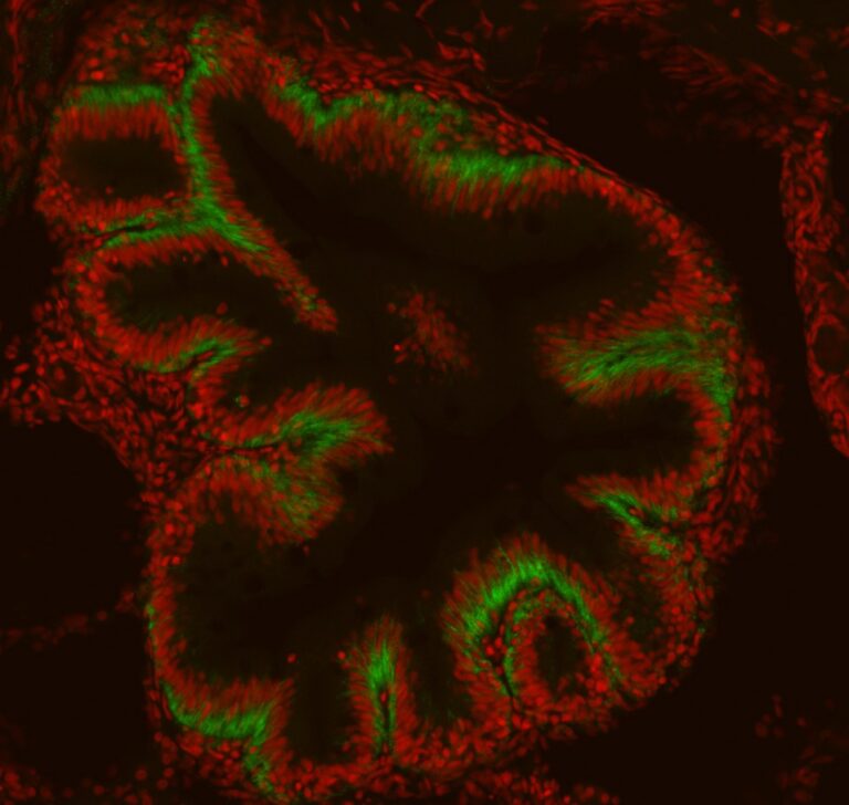 Anti-Zebrafish gut absorptive cell epitopes [FIS 4B7/1]