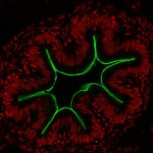 Anti-Zebrafish gut absorptive cell epitopes [FIS 4E8/1]