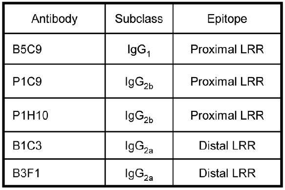 Summary of the IgG subclasses of five m5T4 specific monoclonal antibodies (mAb; made in 5T4KO mice) recognizing distinct epitopes in the proximal and distal 5T4 extracellular LRR containing domains. (Southgate et al. 2010. PLoS One. 5(4)