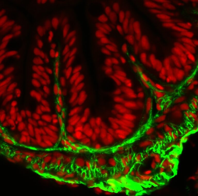 Anti-Zebrafish basement membrane marker [FIS 5F11/2]