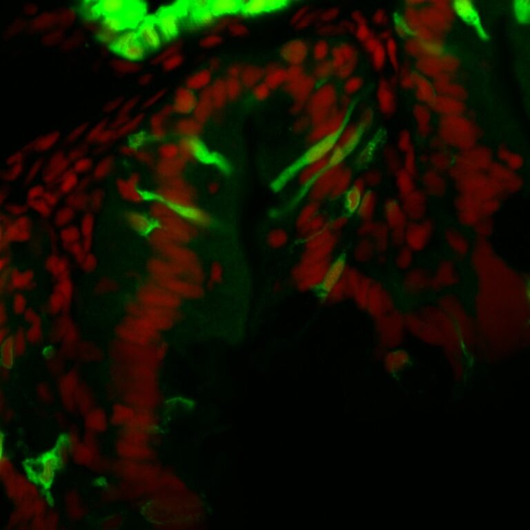 Anti-Zebrafish gut secretory cell epitopes [FIS 6G5/1]