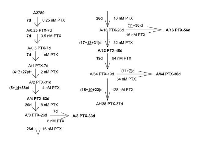 Figure 1. The family tree of A2780 cell sublines with acquired resistance to PTX. A2780 parental cell line and six sublines; chosen for further studies; are bolded. The schedule of PTX treatment for each cell line is described as e.g. (4+7+27)d* - 4 days of 2 nM PTX treatment; 7 days of recovery and 27 days of 2 nM PTX retreatment; totally 31 days of drug treatment were needed for cell adaptation to 2 nM PTX concentration. Reprinted from Szenajch J. et al. 2020. Int. J. Mol. Sci. 21(23)