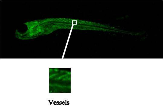 Anti-FGF1 immunostaining on whole-mount zebrafish embryo