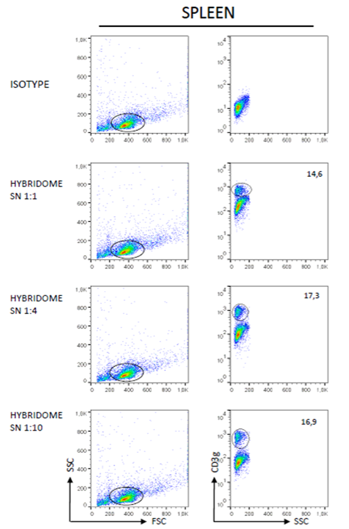 Flow cytometric analysis of CD3gd+ cell distribution in Rainbow Trout spleen tissue using Anti-CD3 [T1P1D4*C6]