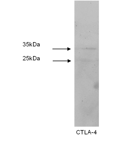 Western blot was performed using Jurkat cell lysates. Two products are detected; slightly larger than anticipated-possibly due to glycosylation.