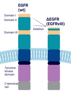 schematic illustrating the truncation of EGFR resulting in EGFRvIII.