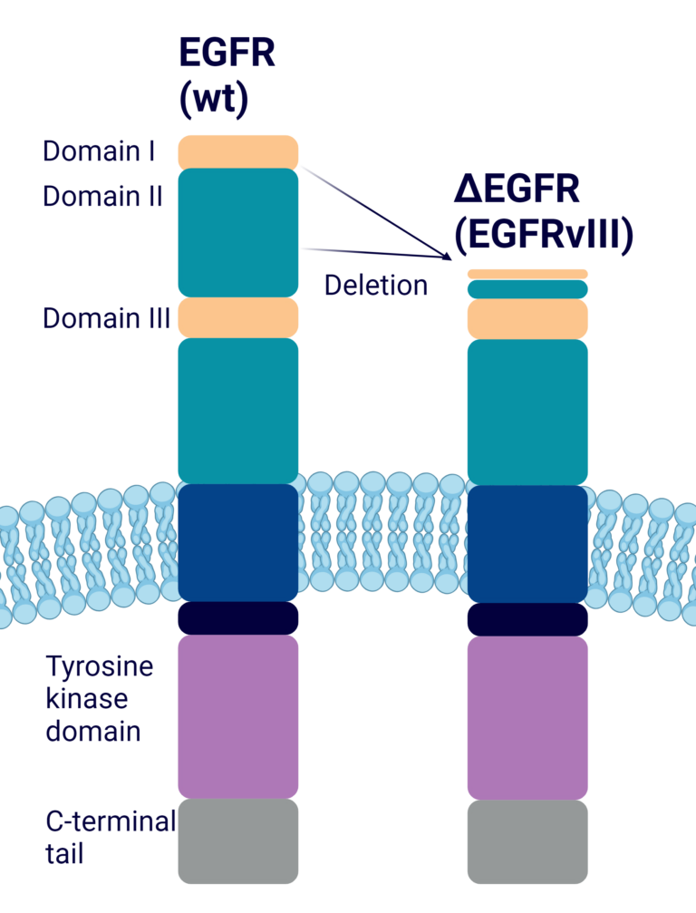 schematic illustrating the truncation of EGFR resulting in EGFRvIII.