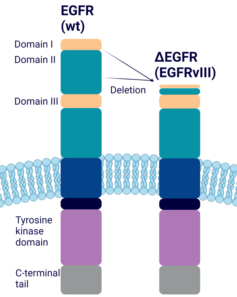 schematic illustrating the truncation of EGFR resulting in EGFRvIII.