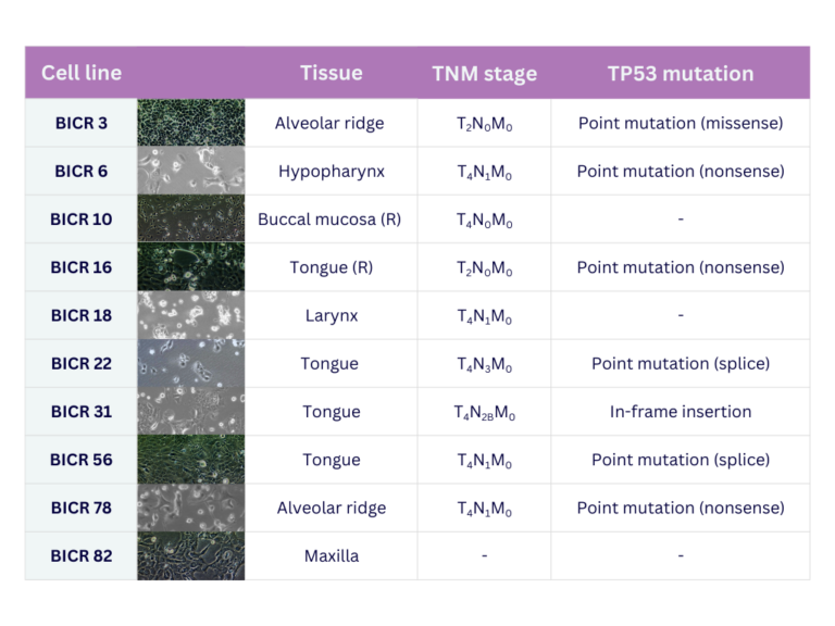 Characteristics of the BICR human head and neck squamous cell carcinoma (HNSCC) cell line panel, including tissue of origin, tumour (T), node (N), and metastasis (M) stage, and TP53 mutation status.