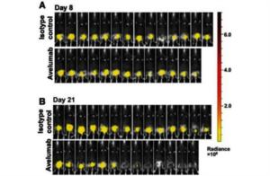 MB49 Luc, figure adapted from Vandeveer et al 2015, Figure 2A-B, (A) Bioluminescence images and total flux radiance measurements of MB49luc bladder tumors on day 8 post tumor instillation. Mice received 400 µg of either the isotype control Ig or avelumab on days 9, 12, and 15. (B) Day 21 bioluminescence images and radiance measurements of those mice.(6)