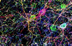 Image: Neurons and interneurons labelled with Brainbow AAV injected into cortex of PV-Cre mice. Antibody amplified mTFP and EYFP are in green, TagBFP is in blue and mCherry is in red. From: Cai et al. 2013. Nat Methods. 10(6):540-7. PMID: 23817127.