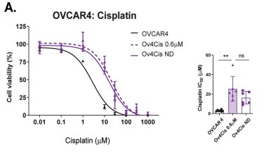 Platinum-resistance can be induced in HGSC cell lines and is maintained after drug withdrawal.