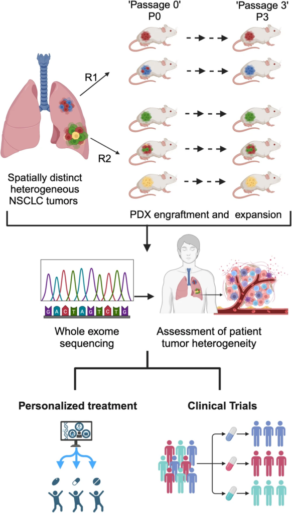 Figure 2. Creating the TRACERx NSCLC PDX models. The PDXs were generated by implanting tissue from multiple regions of the same patient tumour into immunocompromised NSG mice and passaging them from P0 to P3. By comparing WES data from the source patient primary tumour regions with their matched PDXs across passages, the study revealed that engraftment acts as a genomic bottleneck; many PDXs become dominated by a single clone from the original tumour region. This highlights that generating independent PDXs from multiple tumour regions is important to capture the full heterogeneity of NSCLC, enabling personalised treatment approaches. Taken from Sunil, H.S., et. al. 2024. (6).  
