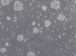 Glioblastoma WHO IV spheroid cell line