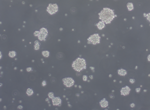 Glioblastoma WHO IV spheroid cell line
