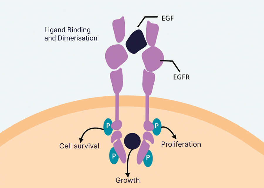 Image: Initiation of EGFR signalling pathway.