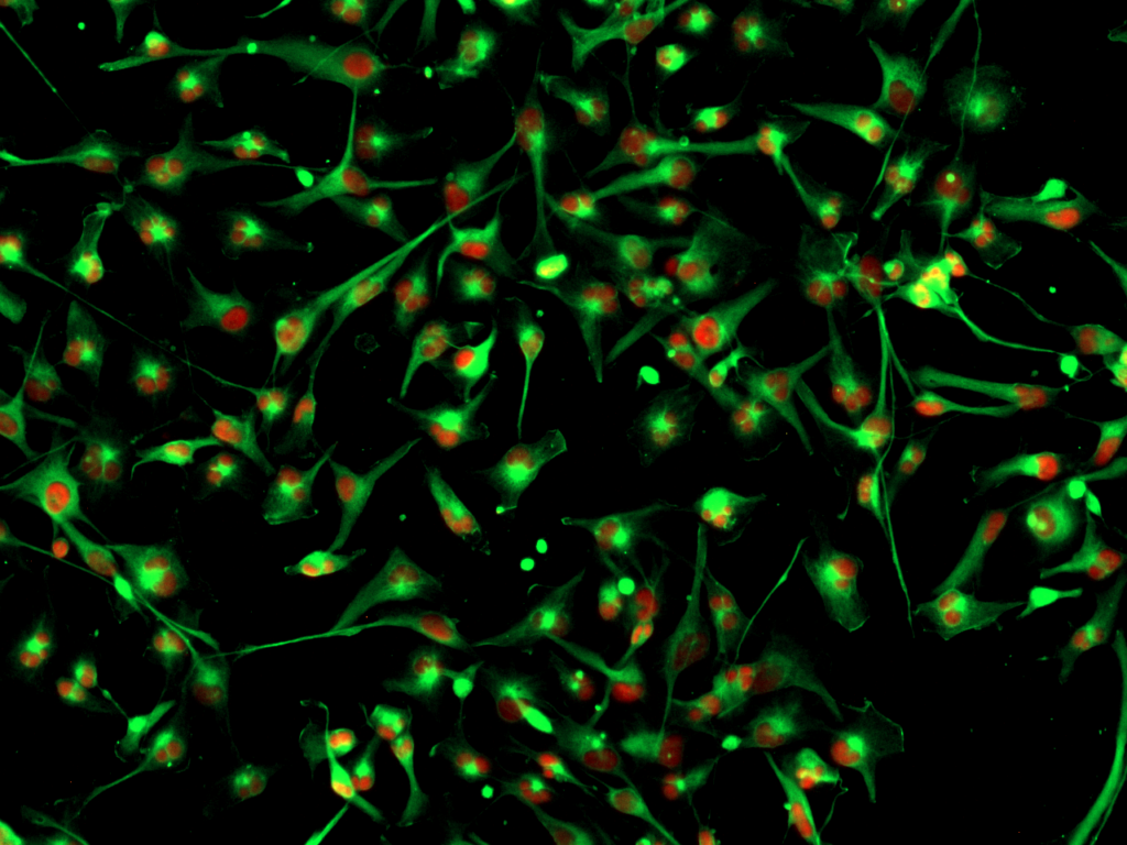 GCGR E57 Cell line