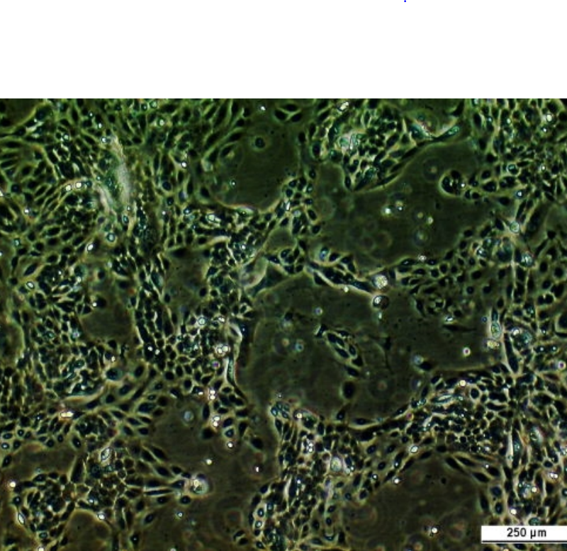 H103 Cell Line - Image 2