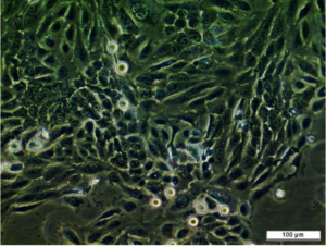 H103 Cell Line
