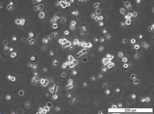 HCT 116 BRCA2 -/- [42] Cell Line. Early log phase. Image courtesy of the European Collection of Authenticated Cell Cultures (ECACC), UK.