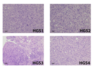 Figure 1B from Maniati et al., 2020