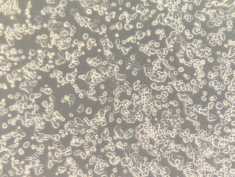 HT-29 colorectal adenocarcinoma cell line (Cat. #: 161929) shown at low magnification. Image courtesy of Memorial Sloan Kettering Cancer Center.