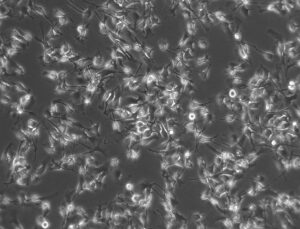 Microscopy image of cell line