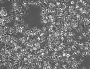 Microscopy image of cells