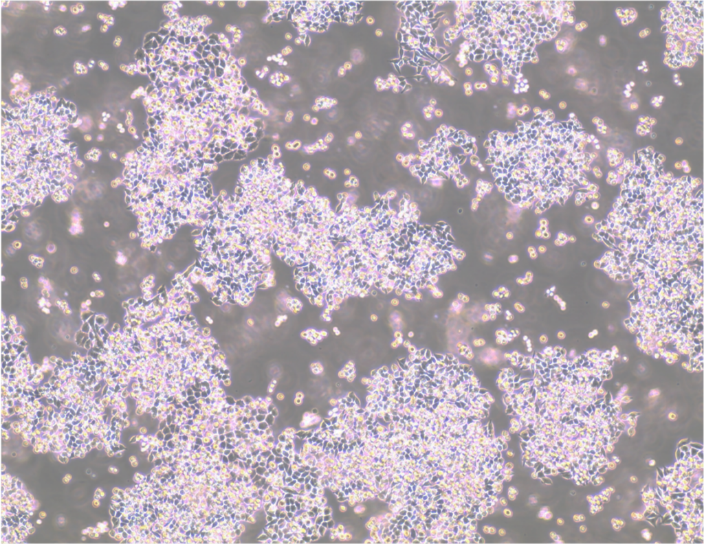 MB49 Cell line