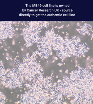 MB49 Murine Bladder Carcinoma Cell Line
