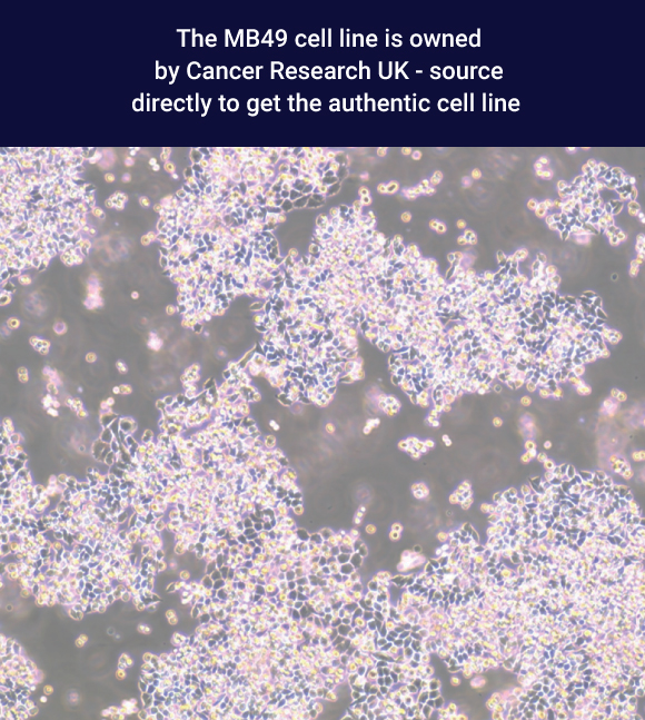 MB49 Murine Bladder Carcinoma Cell Line