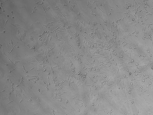 MC38-L cell line