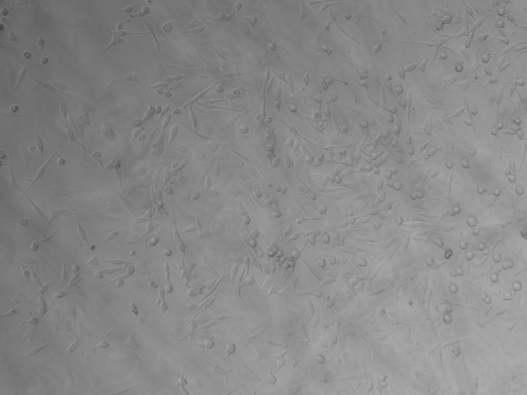 MC38-L cell line