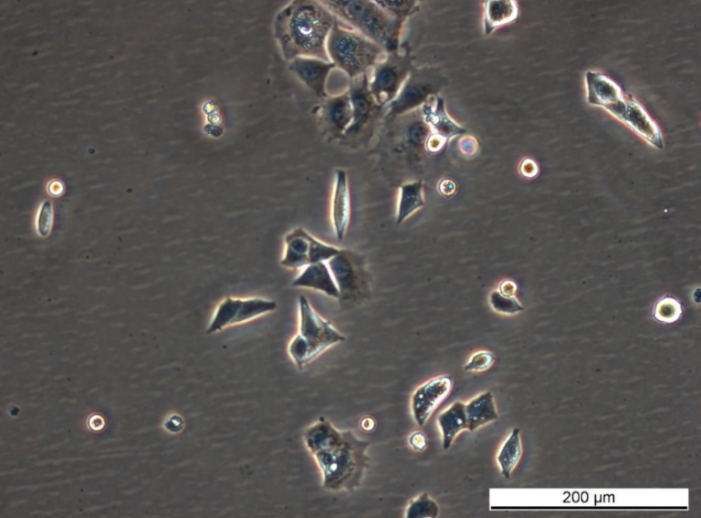 MCF7/182R-1 Cell Line | CancerTools