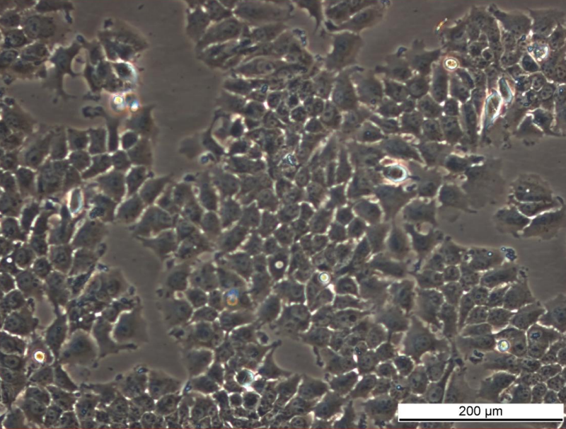 MCF7/182R-7 Cell Line - Image 3