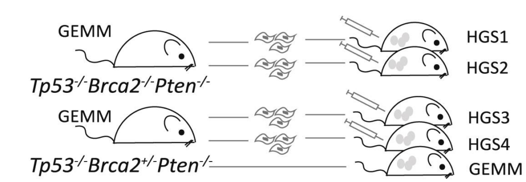 The HGS1–4 cell lines were established from fallopian tube, ovary, or peritoneal tumours that developed in the indicated genetically engineered mouse models.